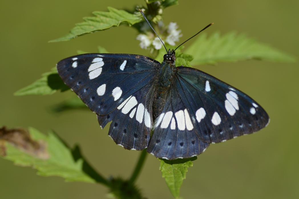 Conferma Limenitis reducta
